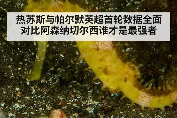 热苏斯与帕尔默英超首轮数据全面对比阿森纳切尔西谁才是最强者